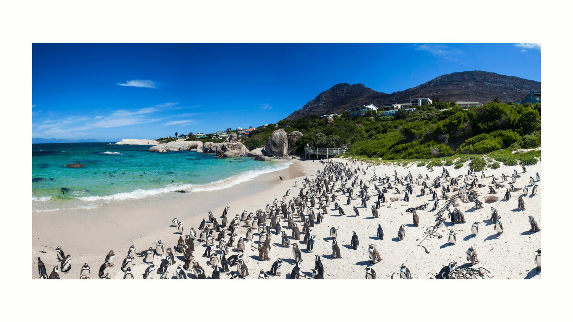How to travel to Africa Penguins on the beach in South Africa