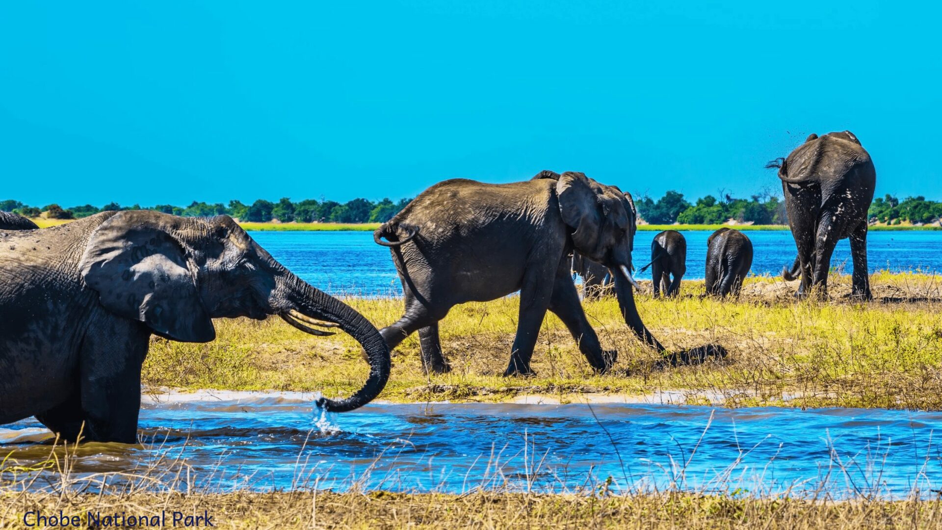 Botswana Africa Safari| Chobe National Park