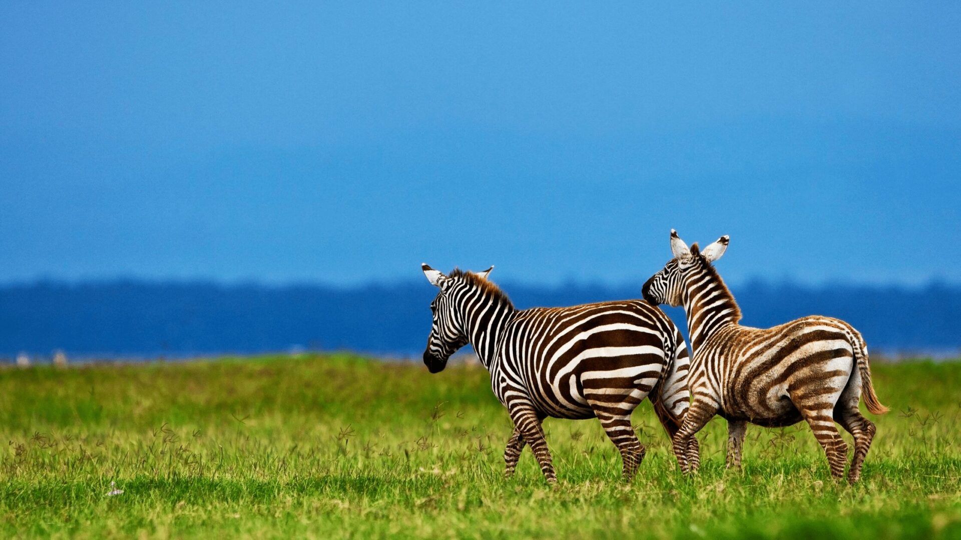 Kenya Africa Safari | Lake Nakuru National Park