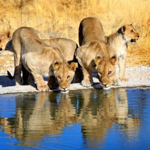 Affordable Namibia Safari_13 Weeks Travel_