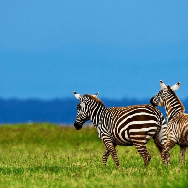 Kenya Africa Safari | Lake Nakuru National Park